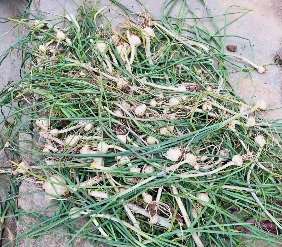 ����С�� �����ϝh