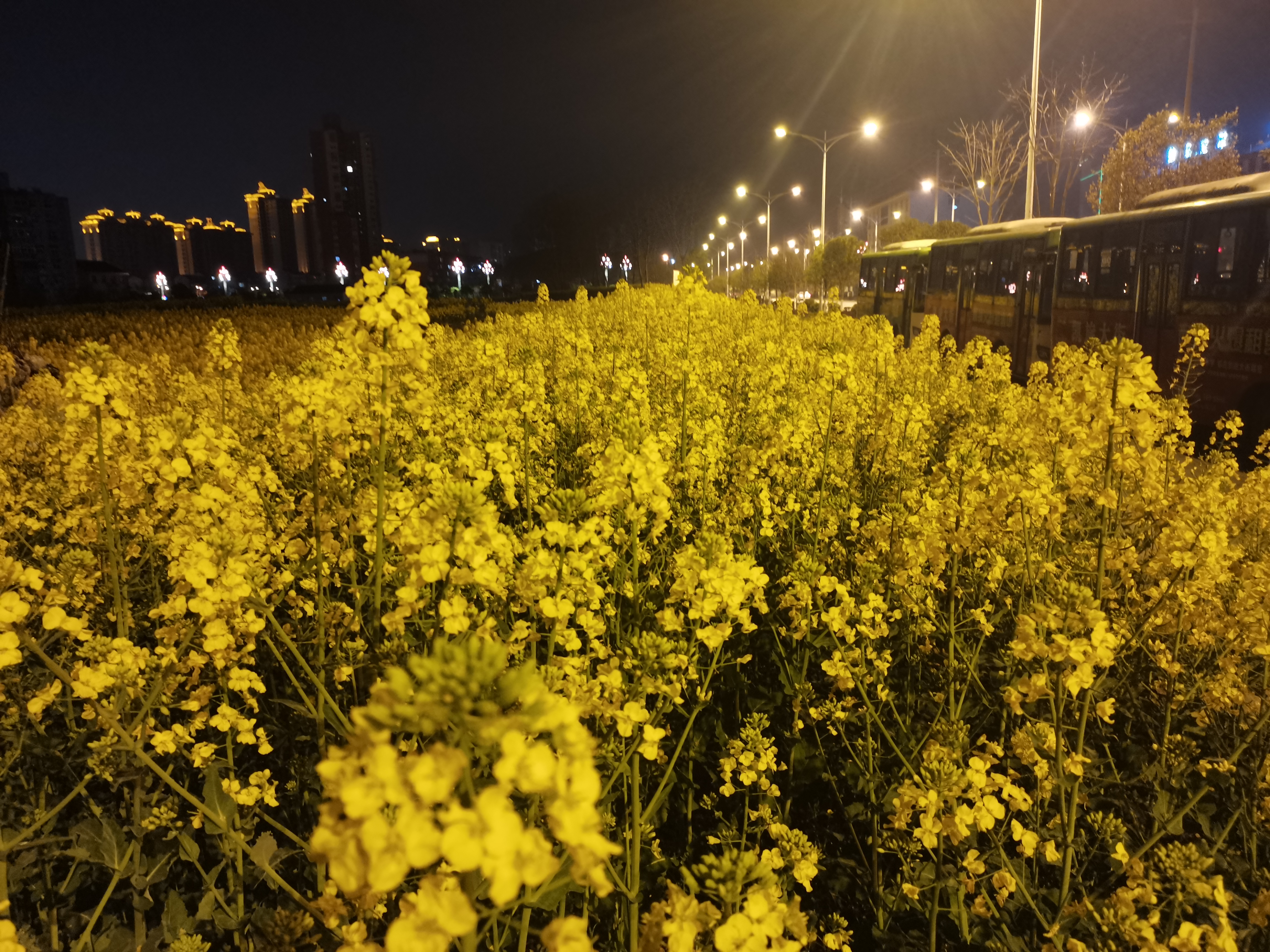 待到下次花黃時,許你一片花如海 ---寫給女兒們的一封信 待到下次花黃時,許你一片花如海 ---寫給女兒們的一封信
