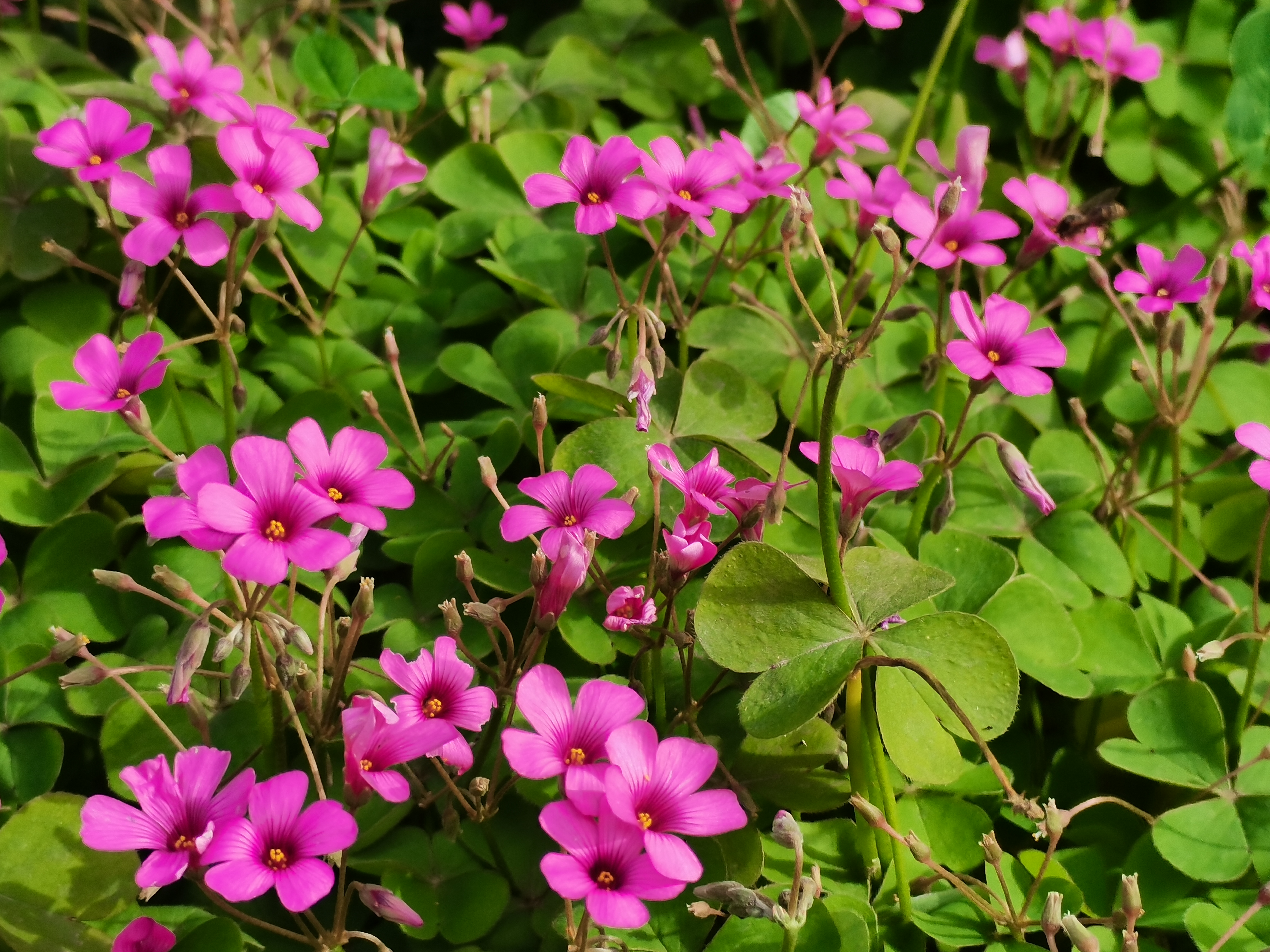 最美不過漢鋼春 最美不過漢鋼春