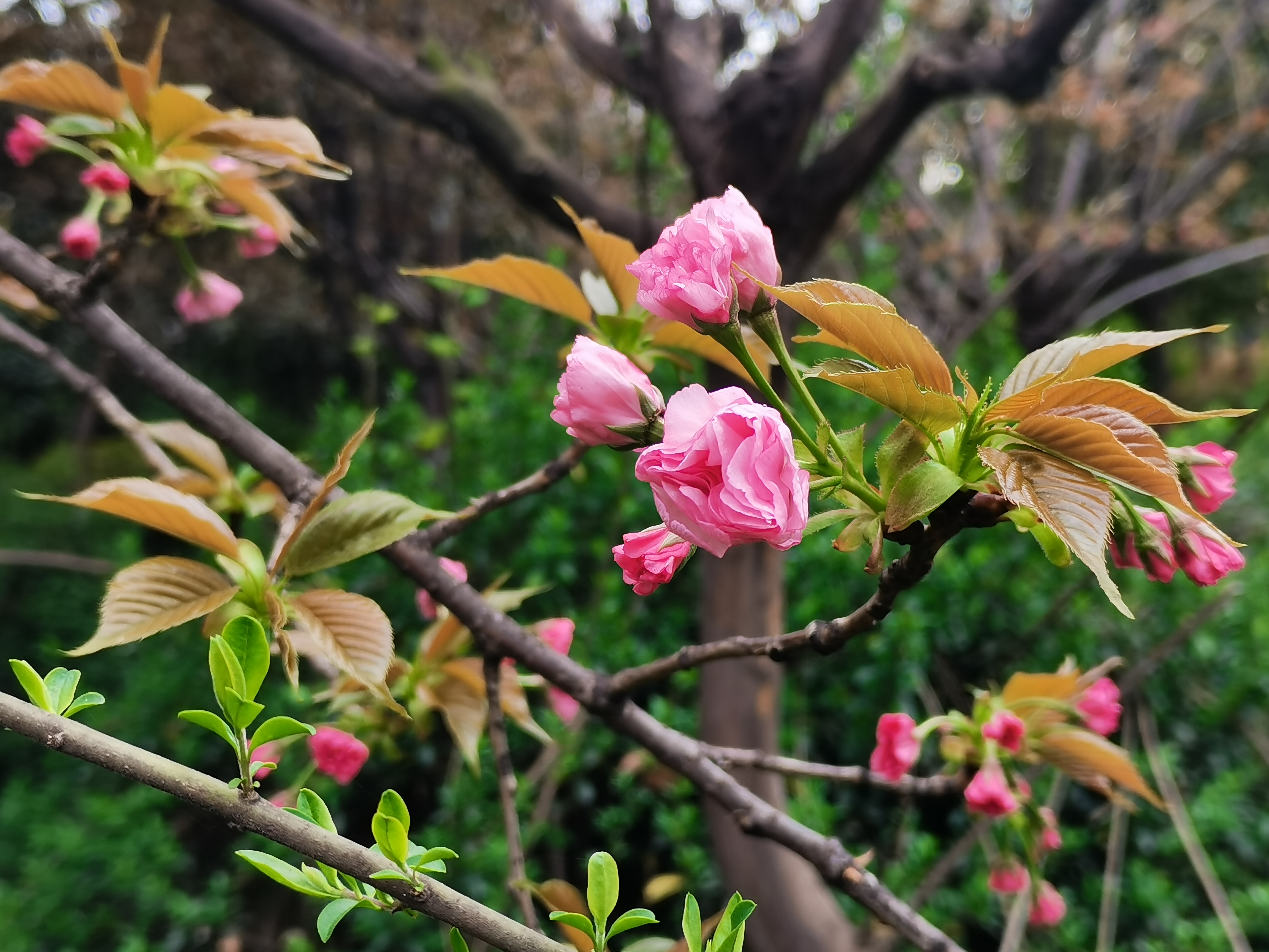 最美不過漢鋼春 最美不過漢鋼春