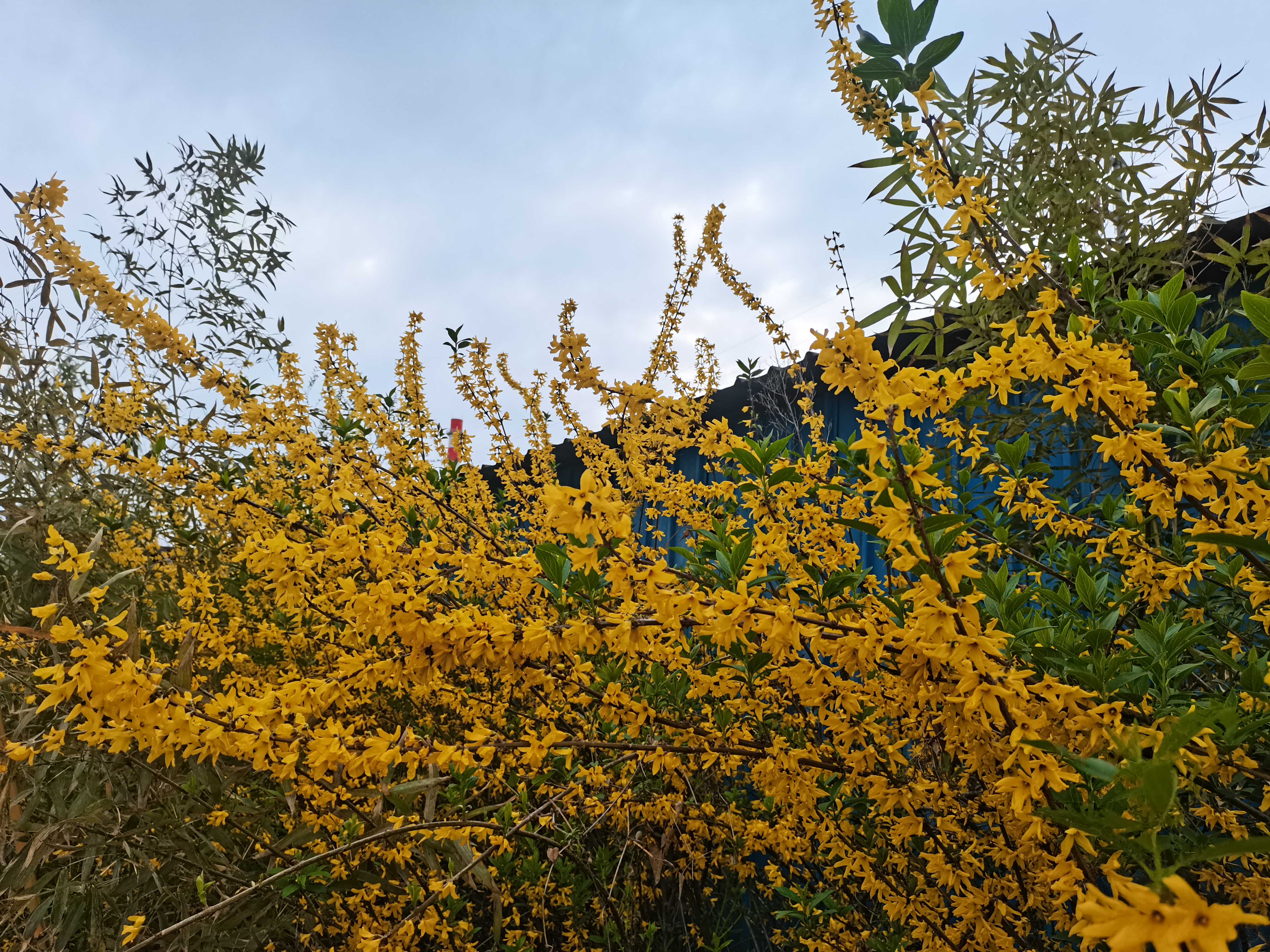 最美不過漢鋼春 最美不過漢鋼春