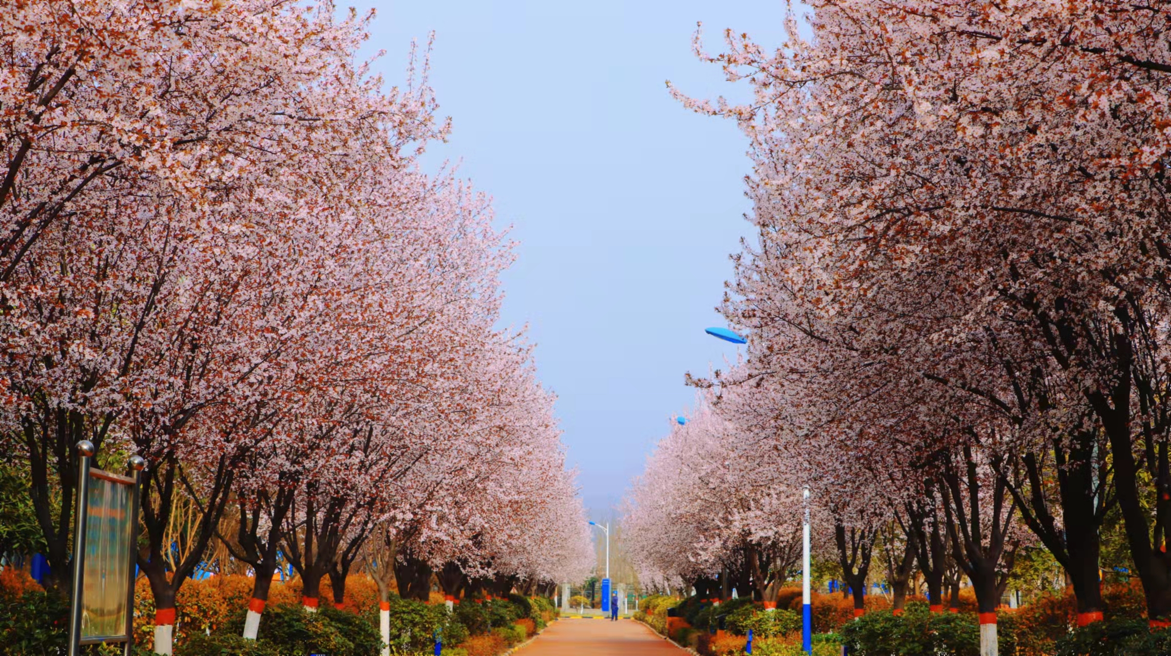 最美不過漢鋼春 最美不過漢鋼春