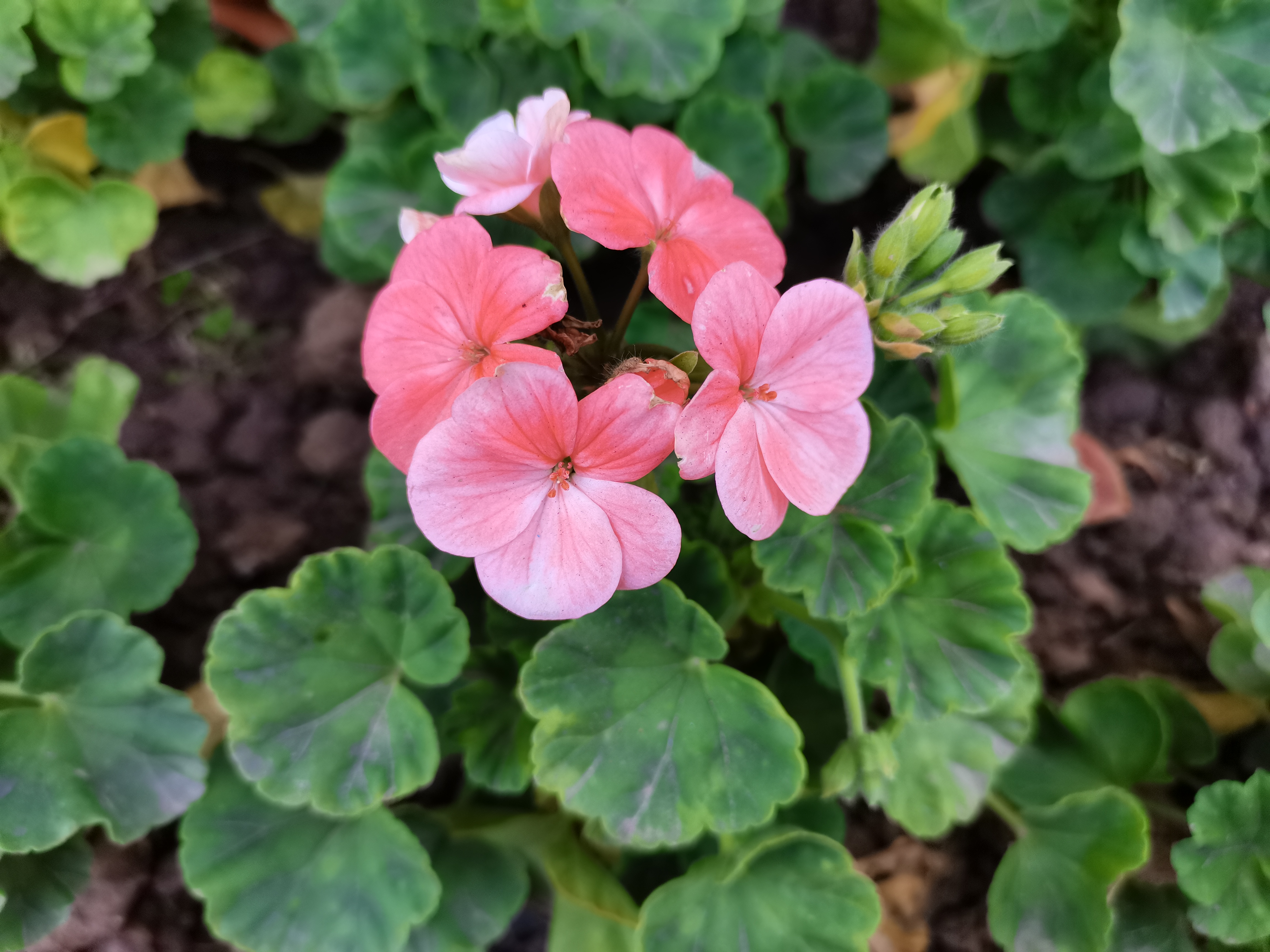 最美不過漢鋼春 最美不過漢鋼春