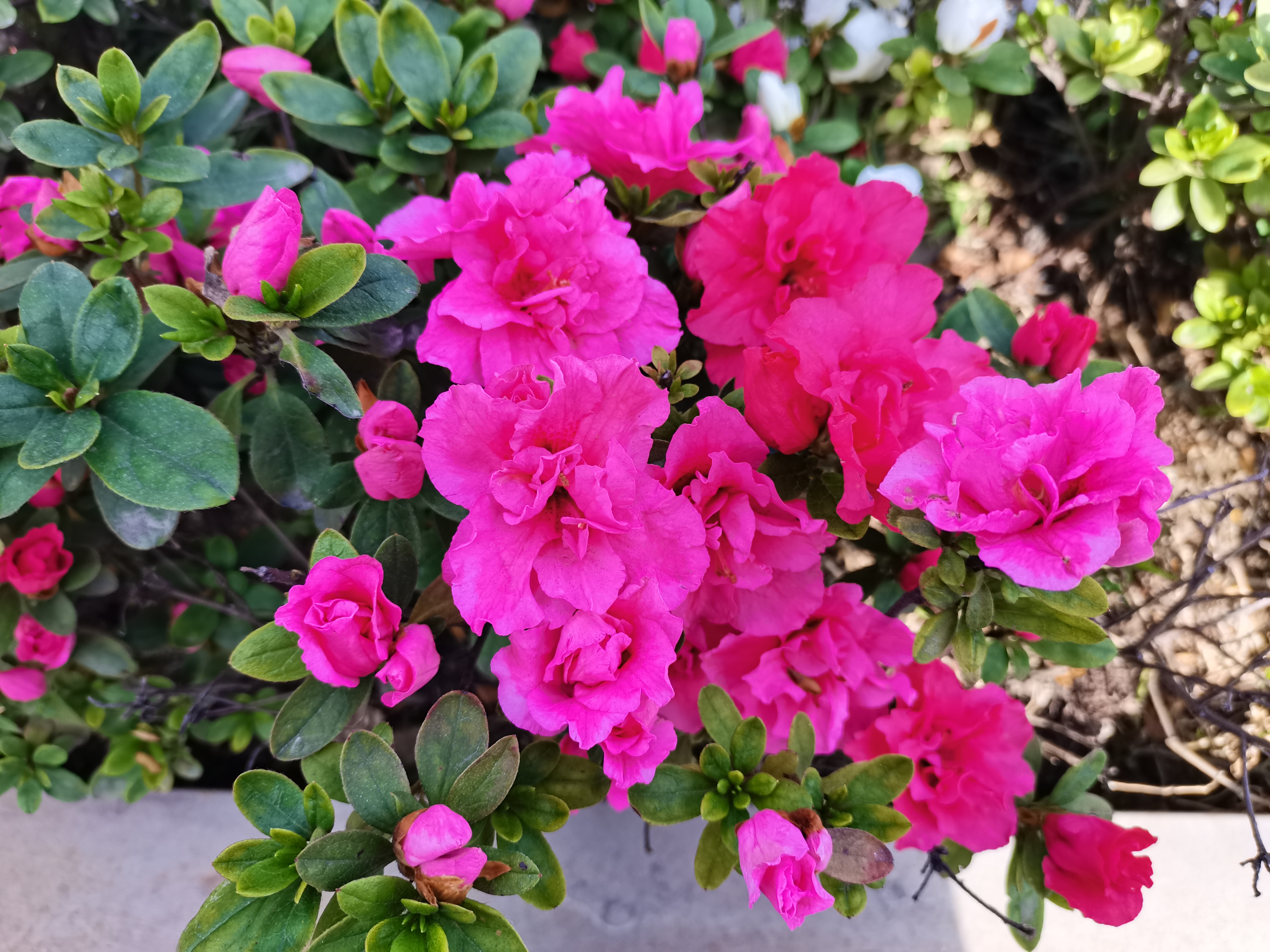 最美不過漢鋼春 最美不過漢鋼春