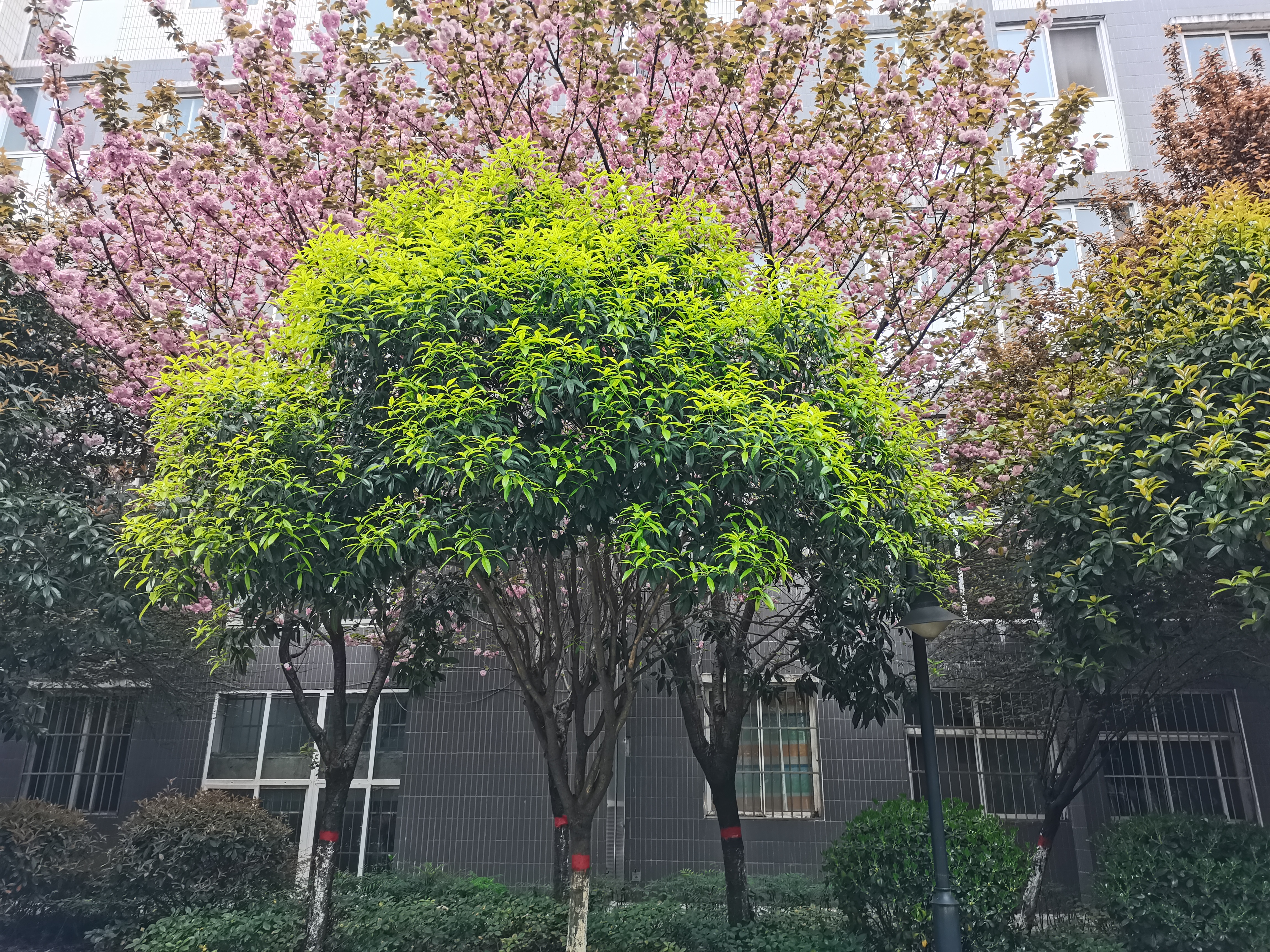 新綠從不輸花紅 新綠從不輸花紅