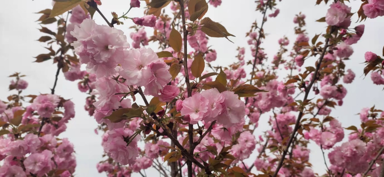 春日午后,陽光正好 春日午后,陽光正好