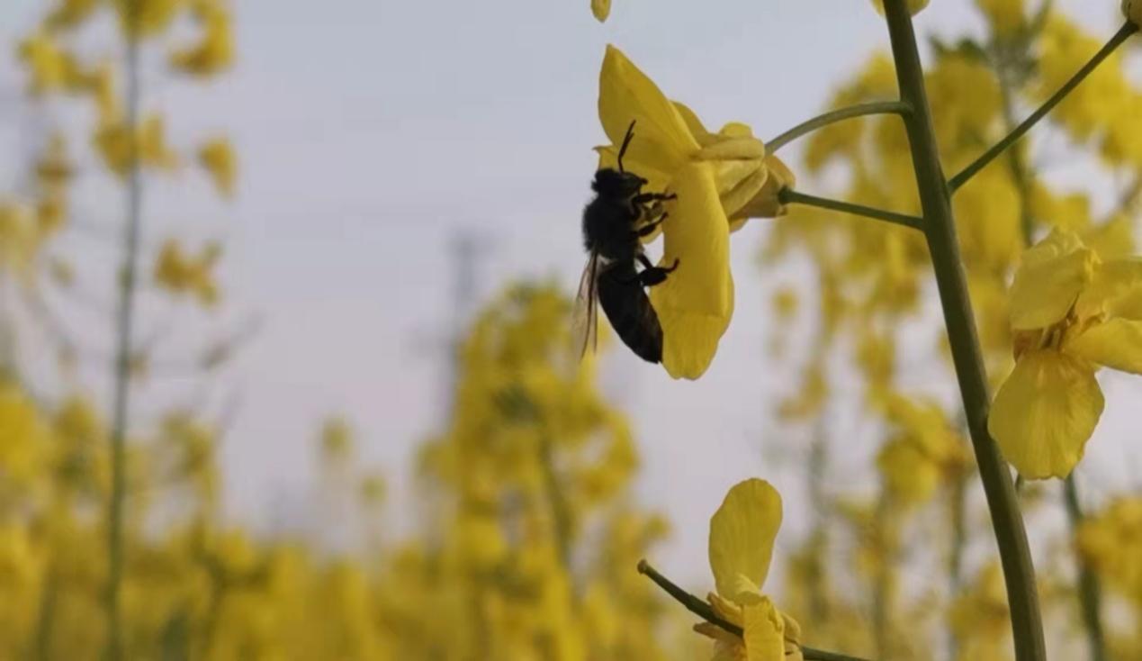 春日午后,陽光正好 春日午后,陽光正好