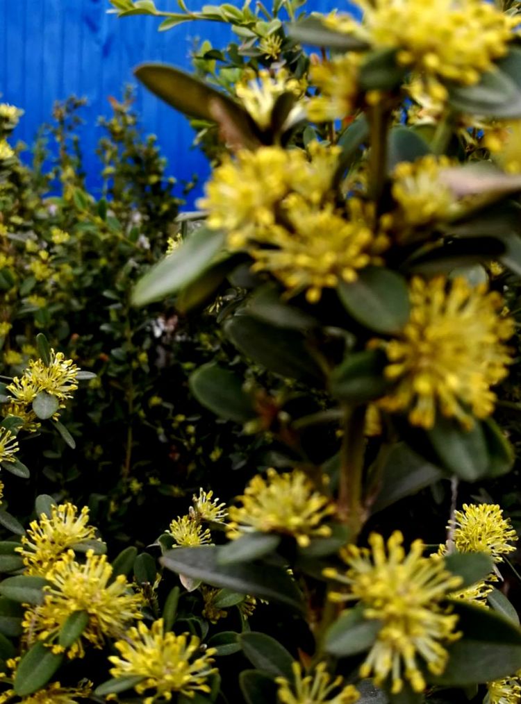 鋼城春意濃 不負(fù)好時(shí)光 鋼城春意濃 不負(fù)好時(shí)光