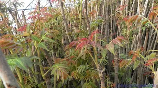 ɽ�߹���ɡ������w