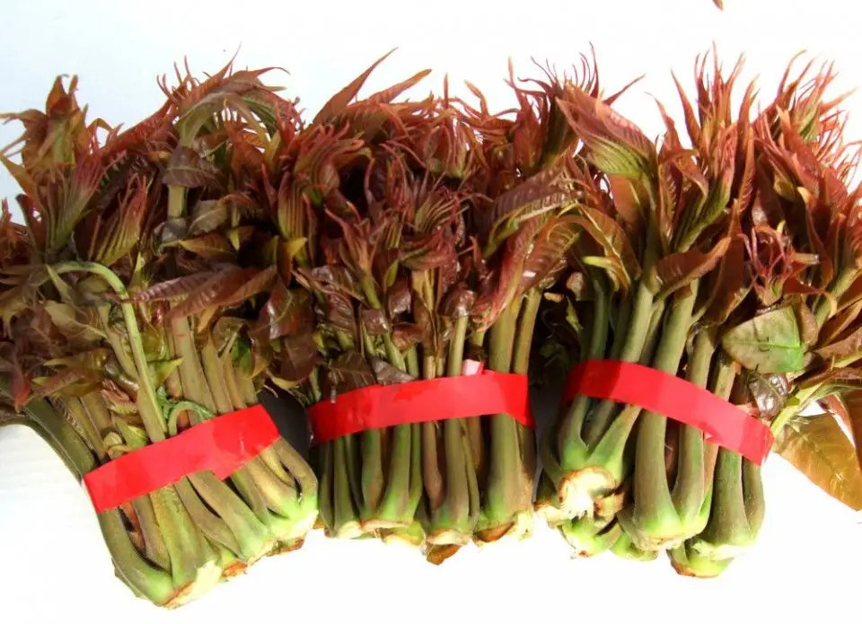 ɽ�߹���ɡ������w