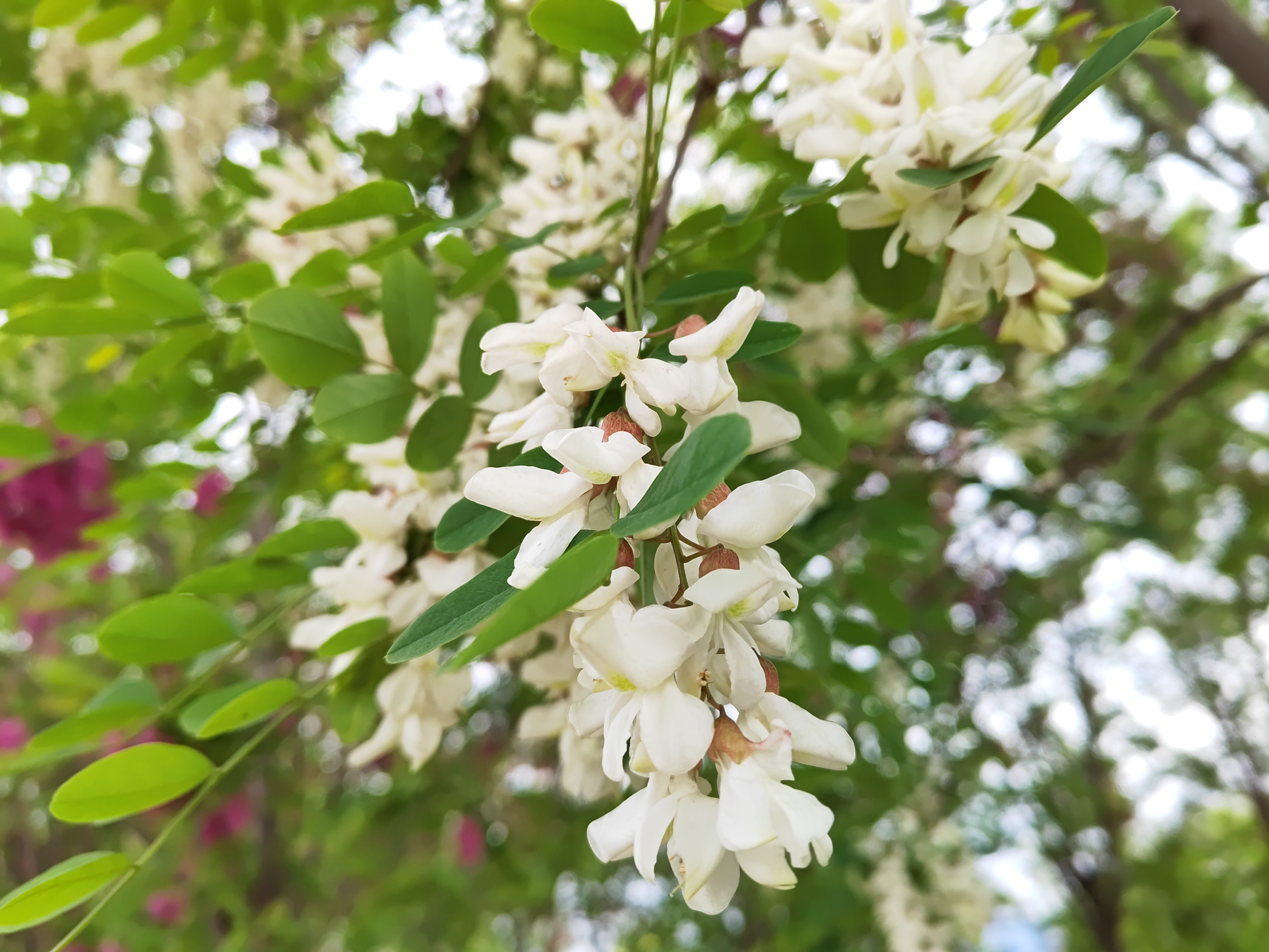 ���g��ζ������