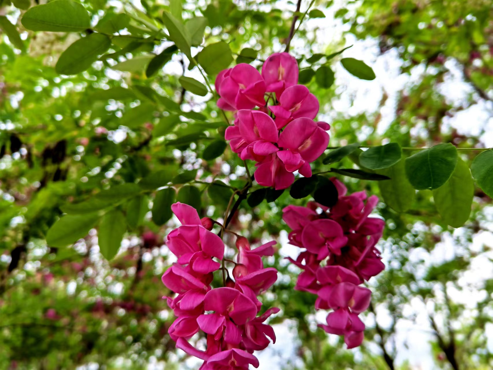 ����̼t���I��䓳�֮��