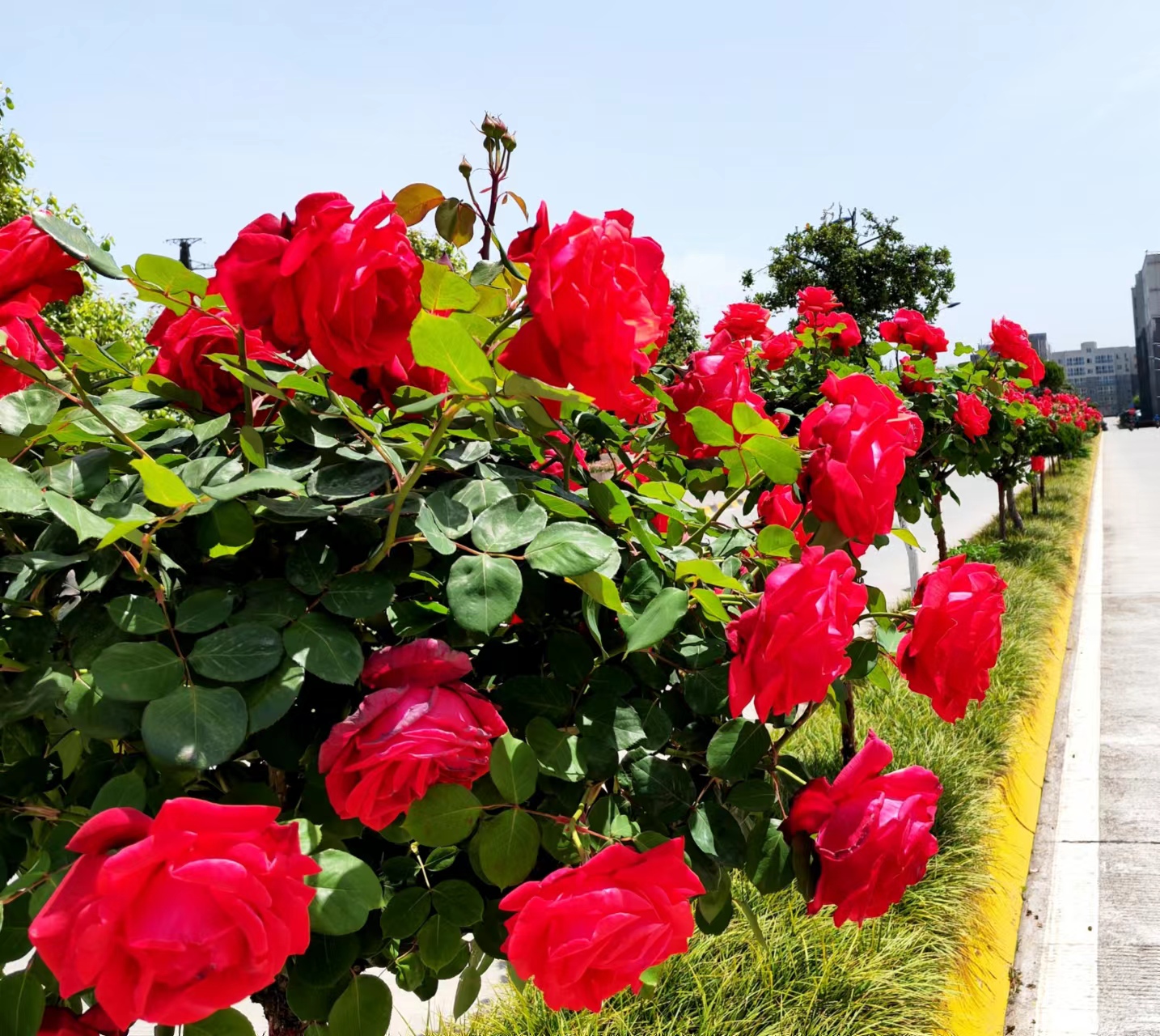 ����̼t���I��䓳�֮��