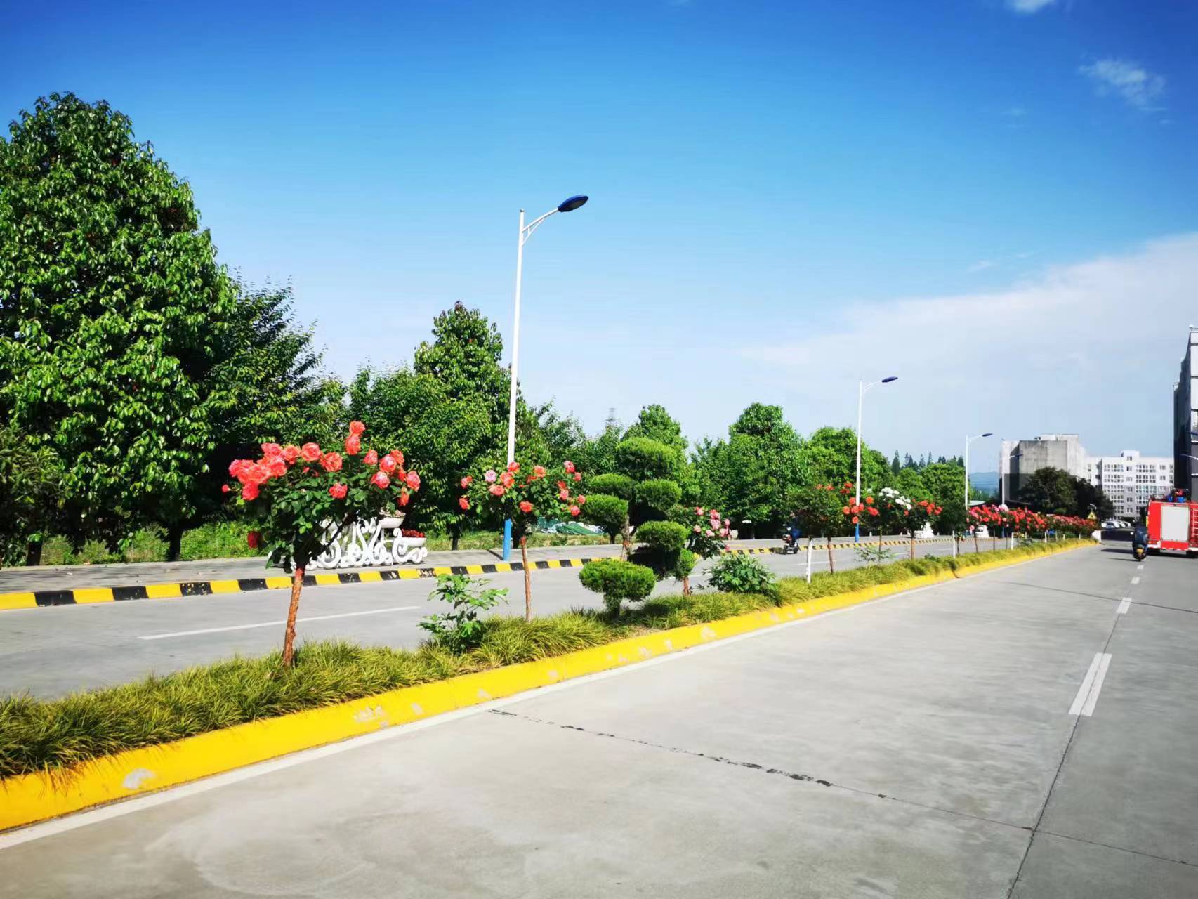 怒放的月季 怒放的月季