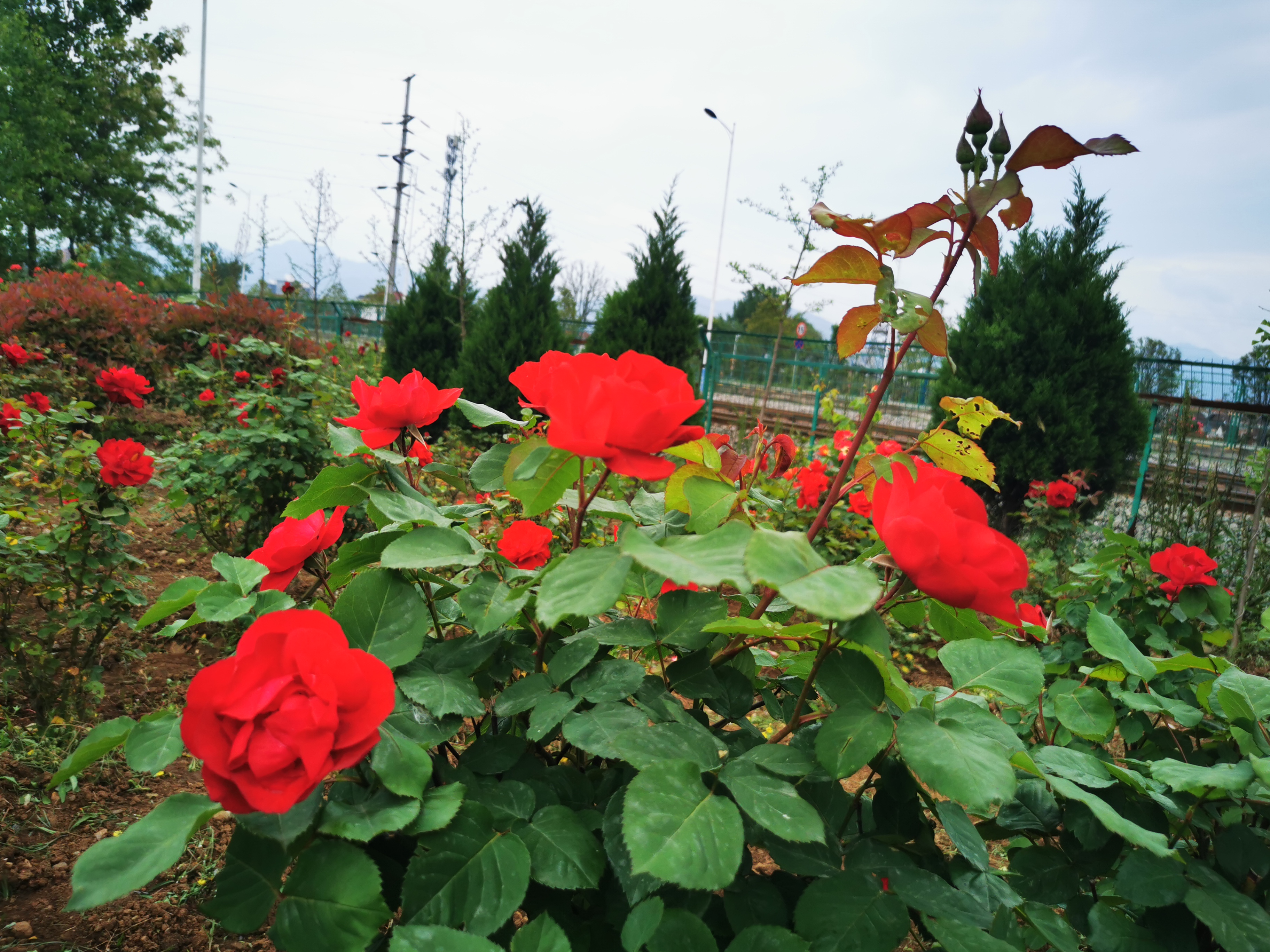 怒放的月季 怒放的月季