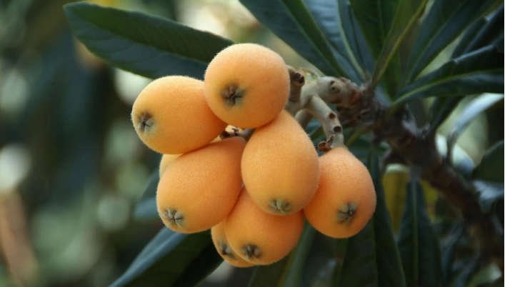 �S�յ�ϲ��