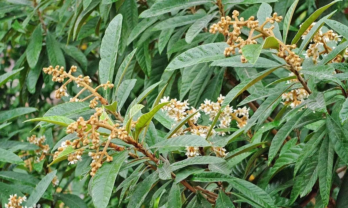 䓳�����������