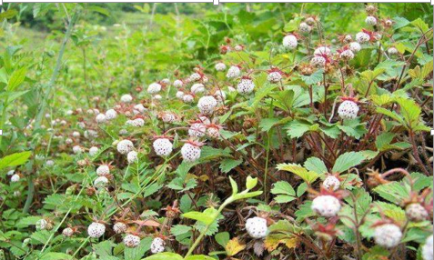 ӛ���е�Ұ�݃�