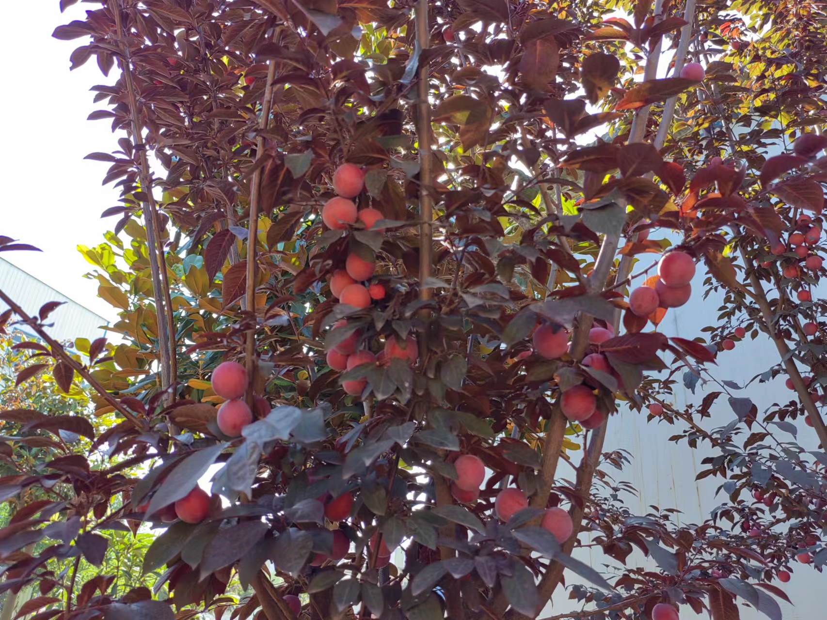 �d�ӻ��_�����ӝM�@