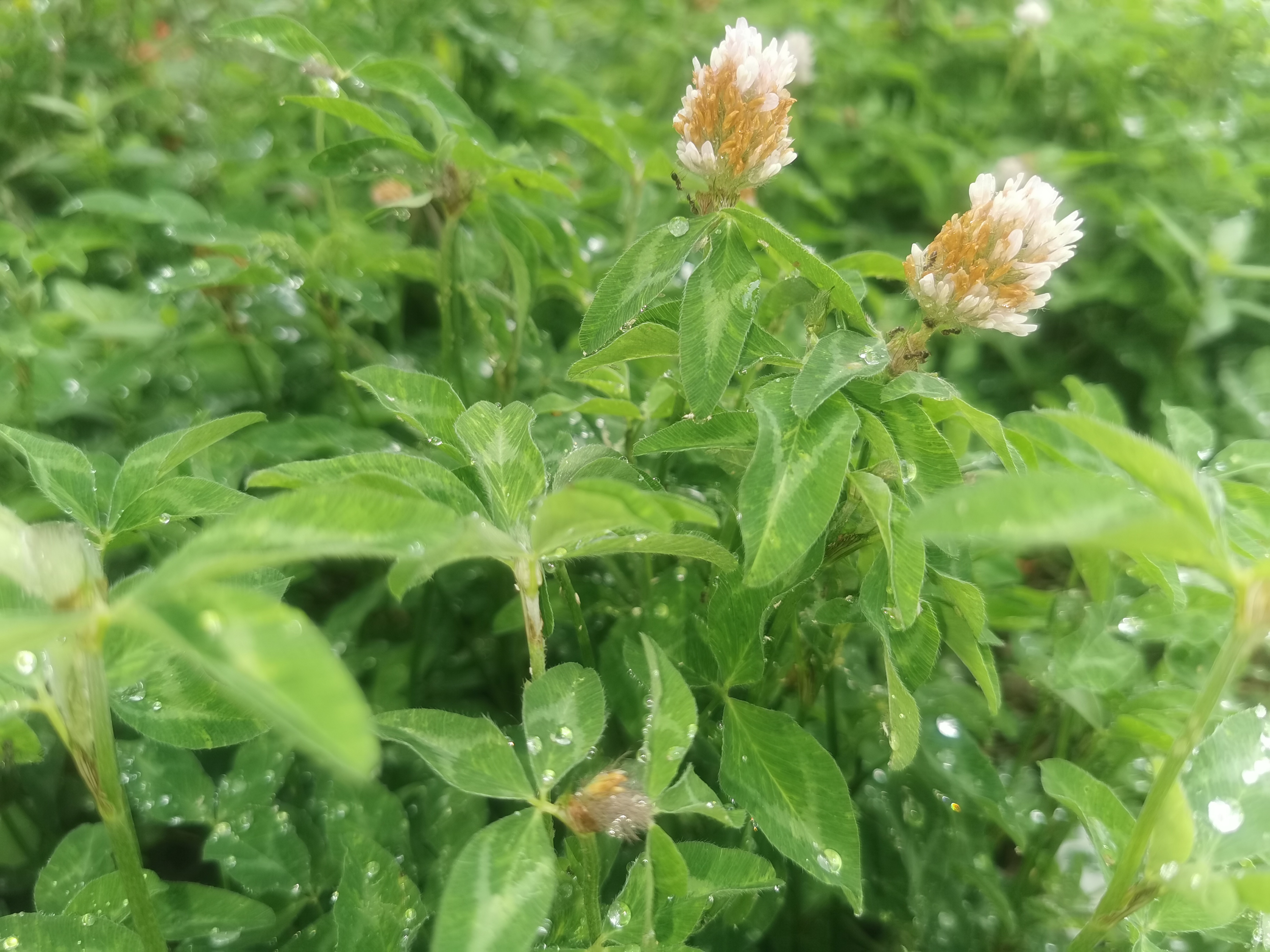 ������Ӱ