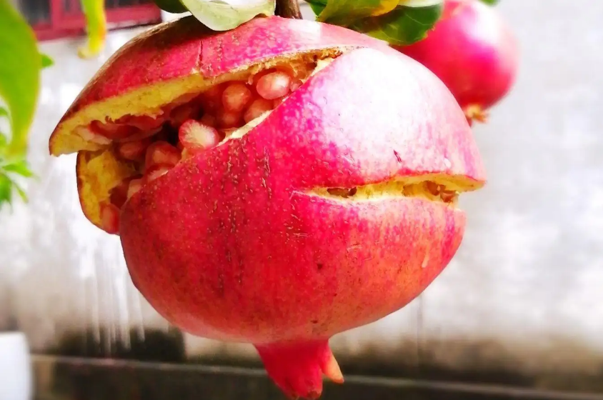 ����һ��ʯ��t