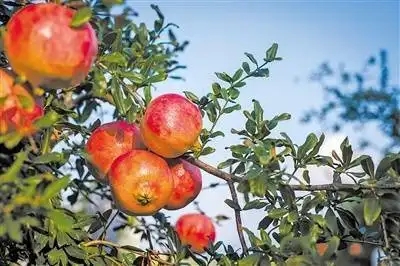 庫房的“紅燈籠” 庫房的“紅燈籠”