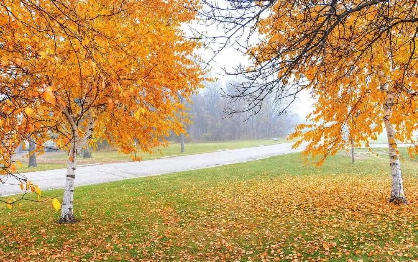 風(fēng)起秋來(lái)