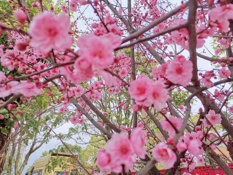 �c�����ط�