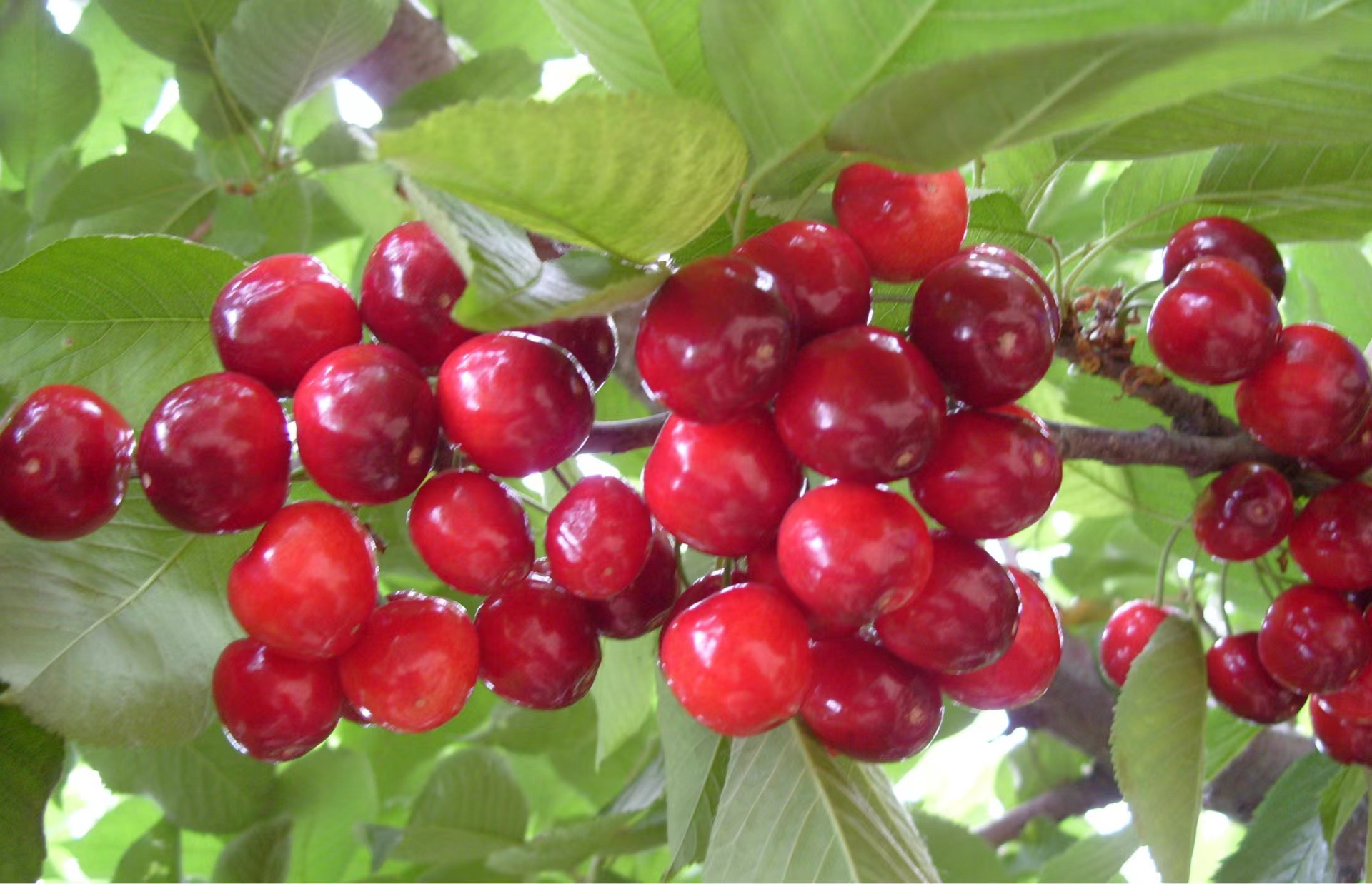 櫻桃熟了 櫻桃熟了