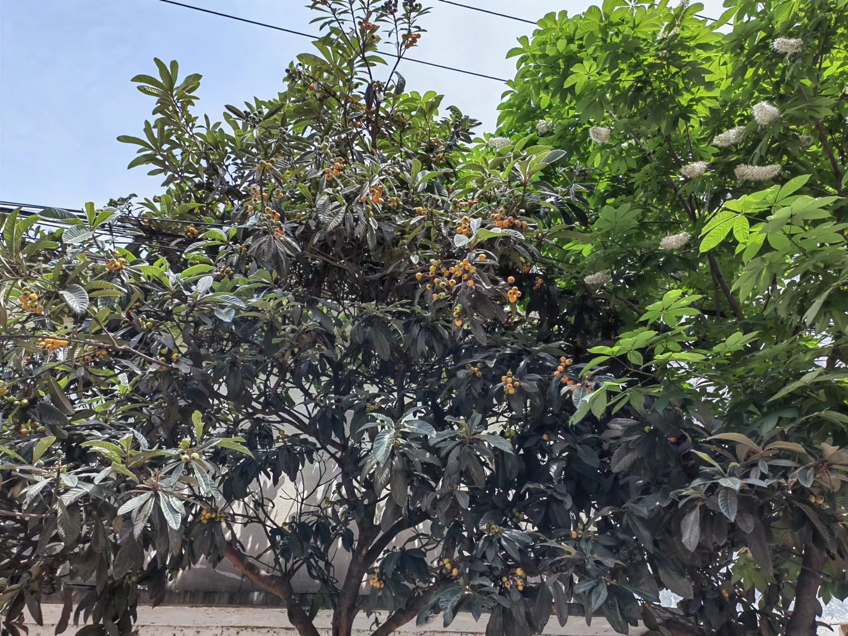 �t�� �S�� ����