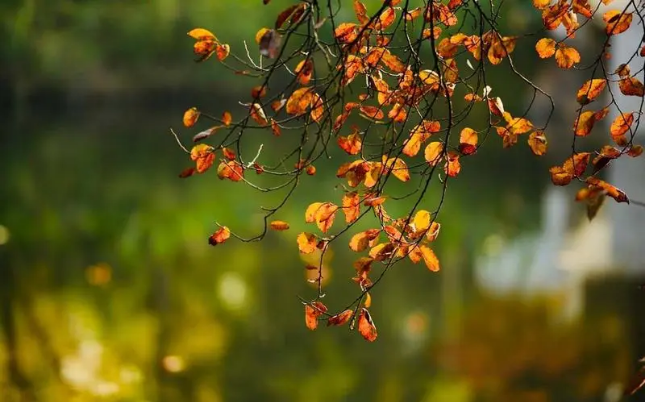 ��ɽ�������������