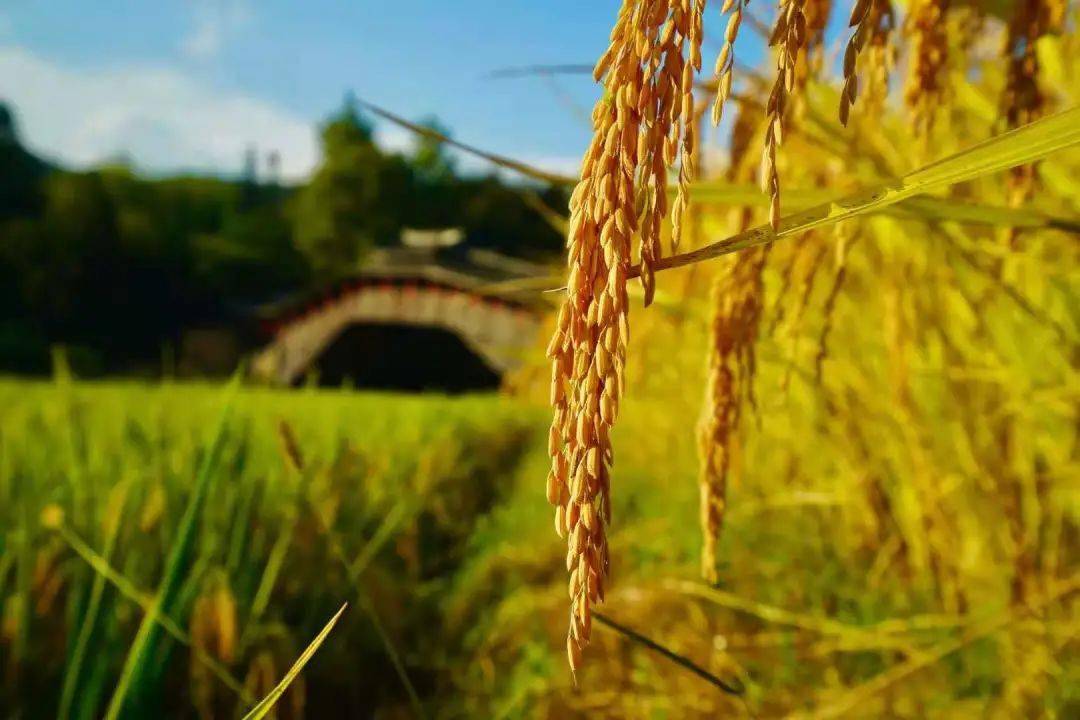 ����� ˼�w�L