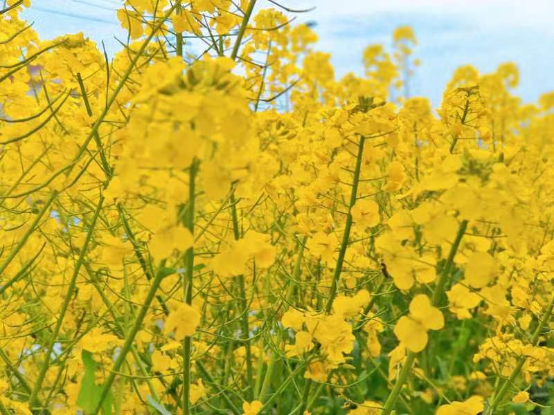 �o̎���w�������������ڝh��