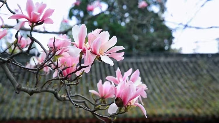 �o̎���w�������������ڝh��