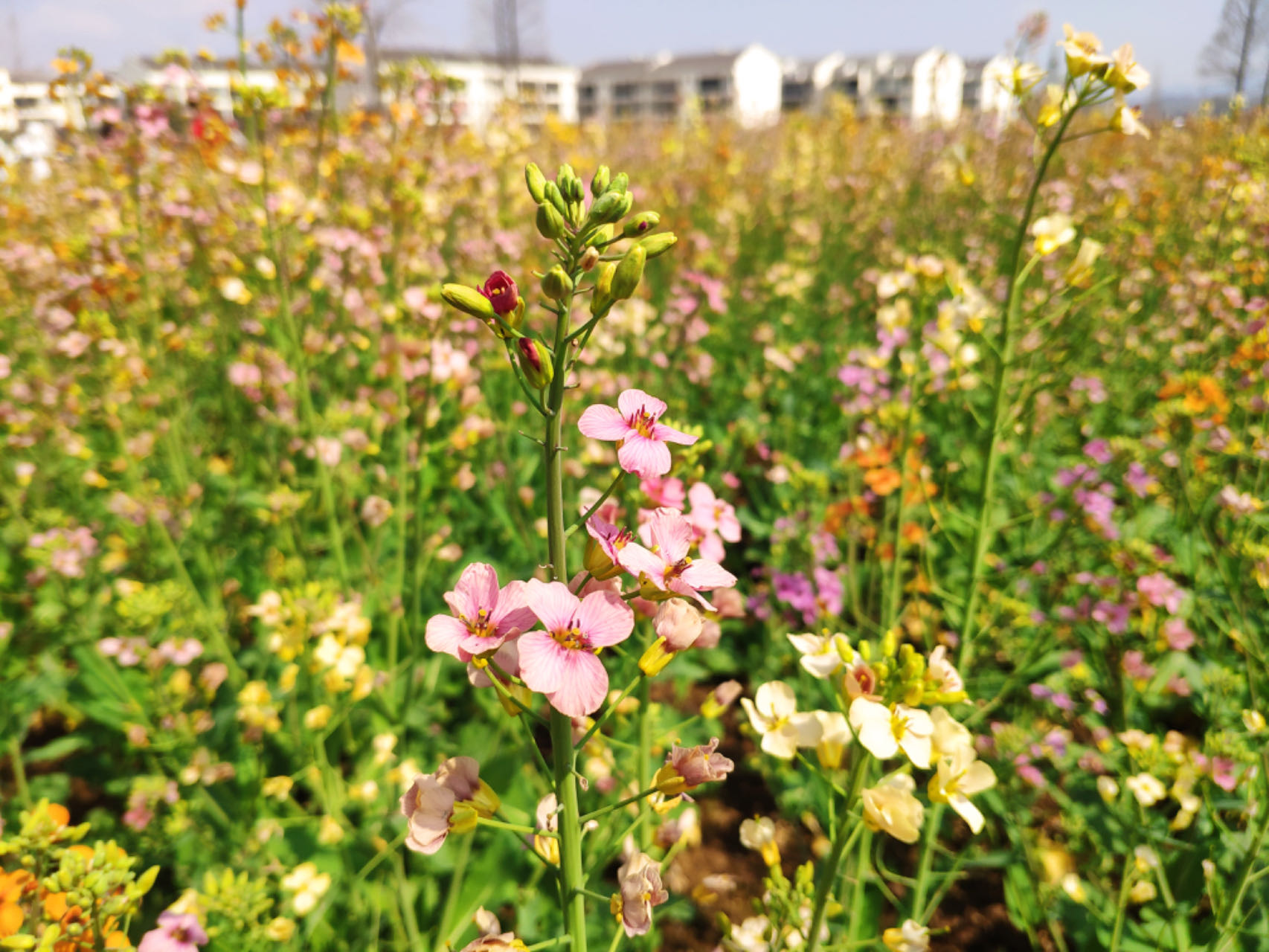 �����Ͳ˻���