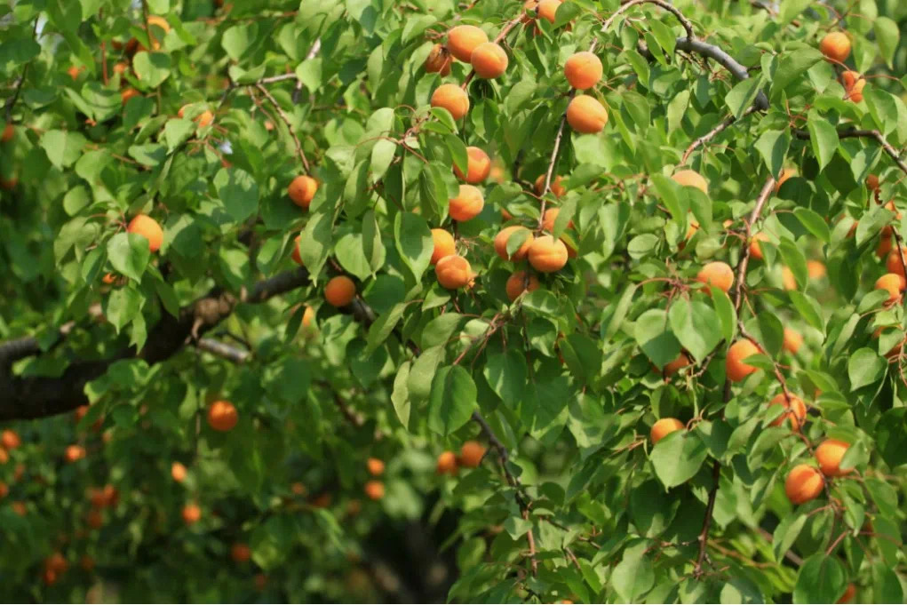 ���S���������