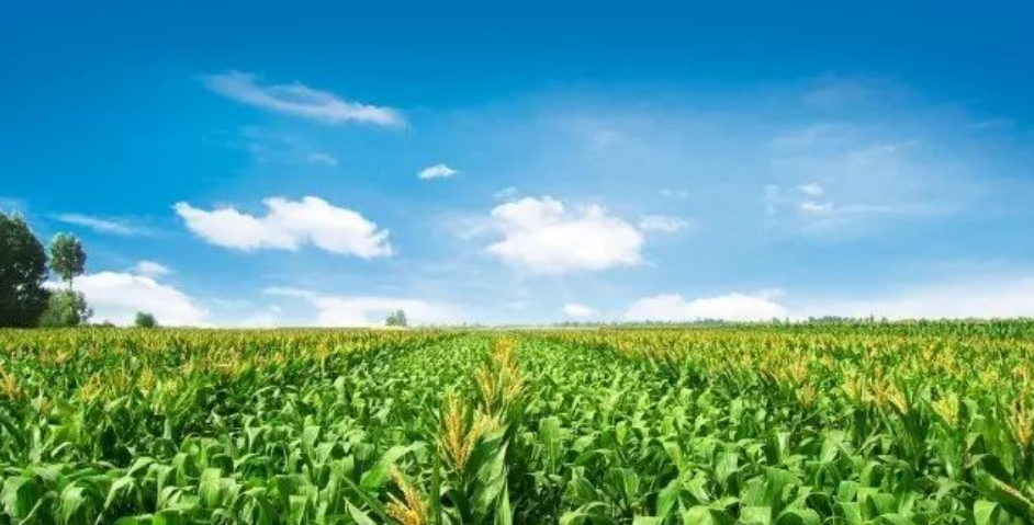 ӛ���е����׵�