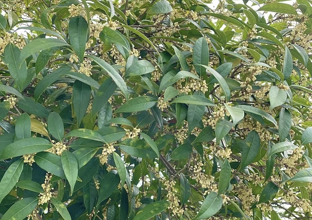 ԁ��  ���S