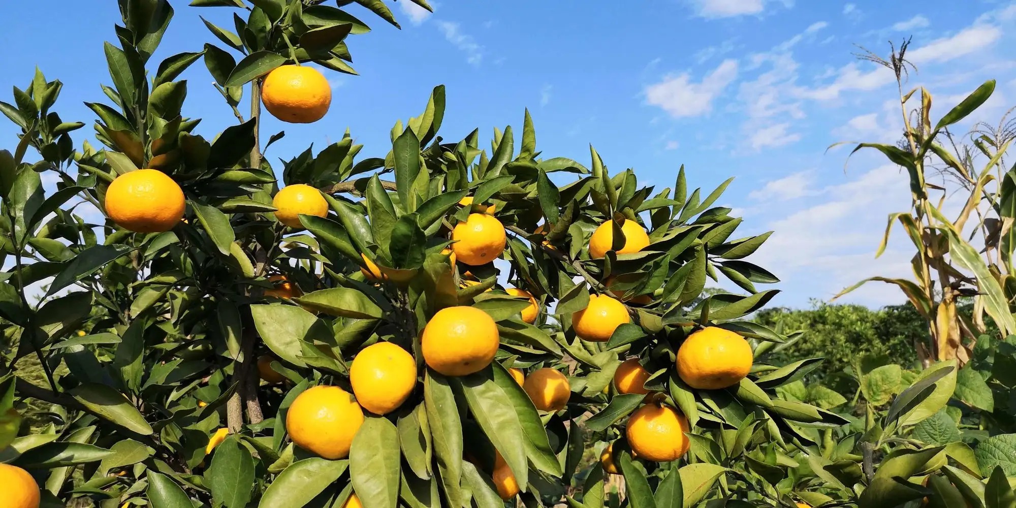 ԁ��  ���S