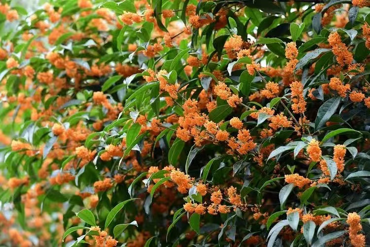 ���h�㣬˼��d�L