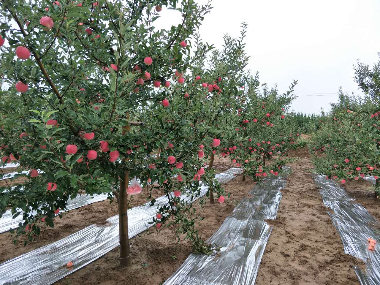 �����˹���