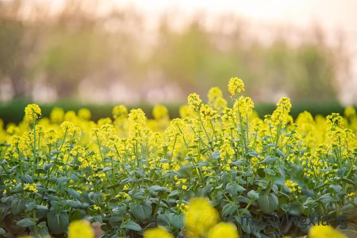 ���l���Ͳ˻�