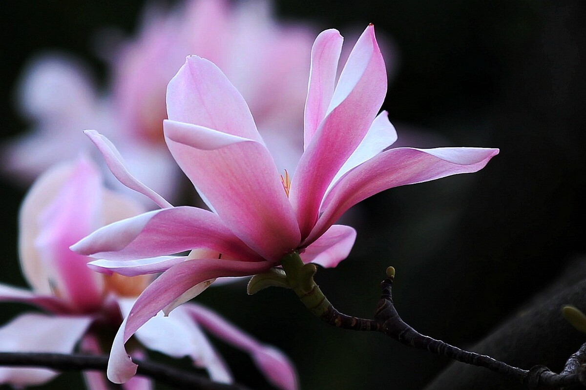 �q����̎�ķ��A