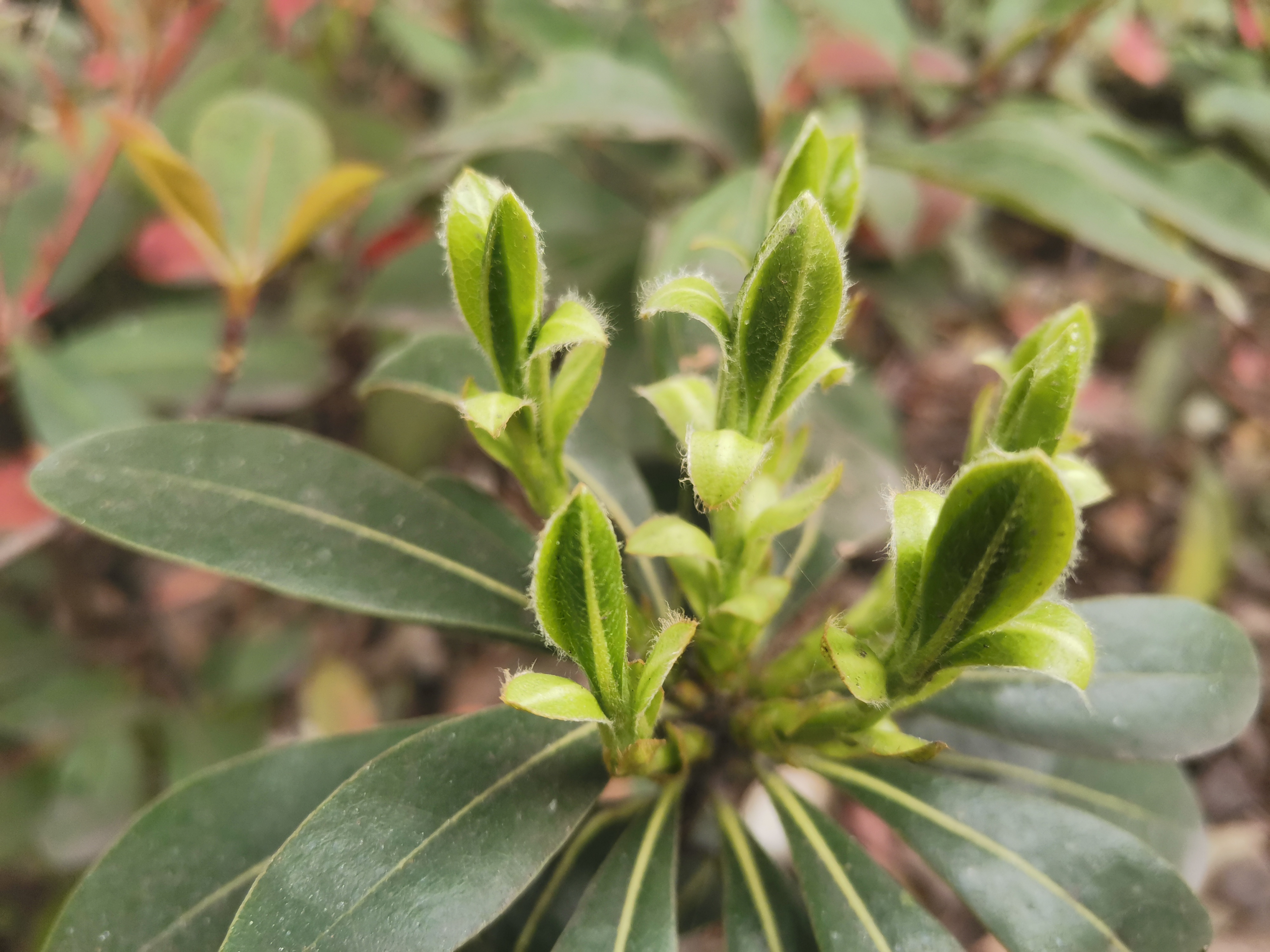 ���¶��� 䓳Ǵ�ɫ���ˑz