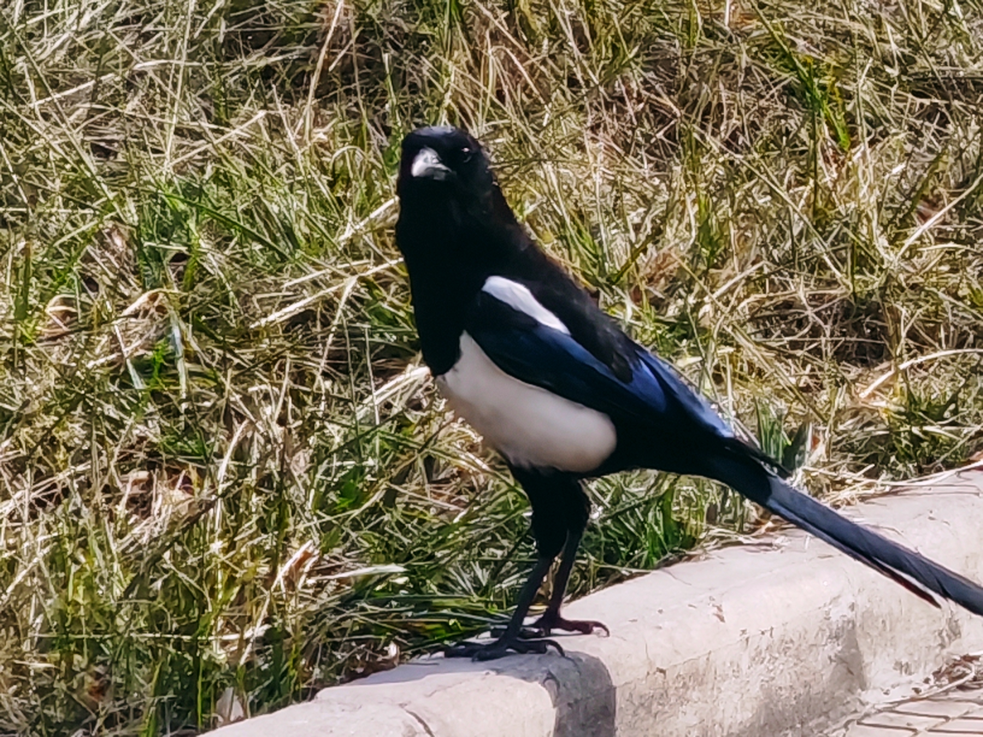 ���ƿ̰�  ��S�^�o