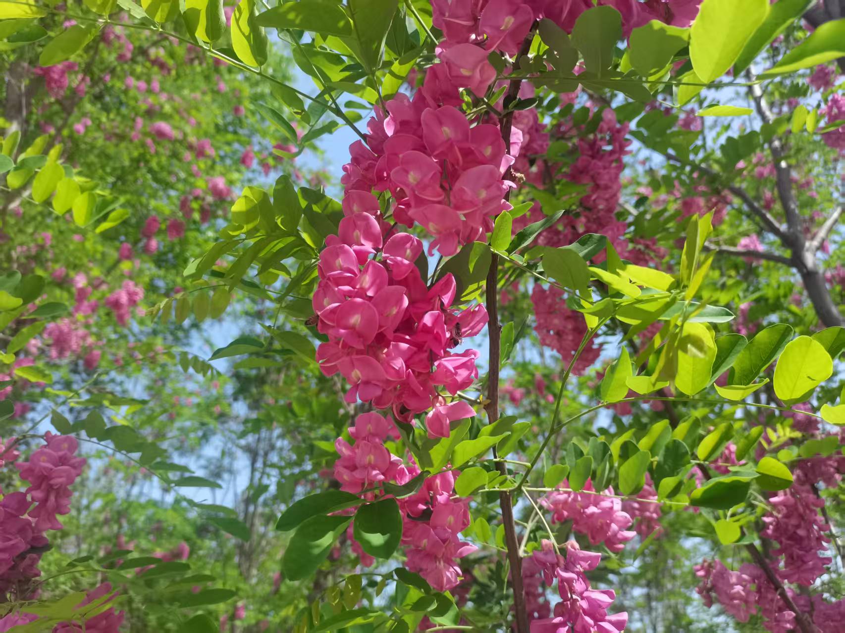 �f��ǧ�t���Ǵ�