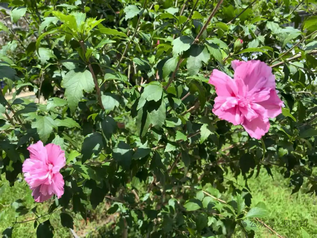 ���㠿��ζ��ľ���@�l(xi��ng)��