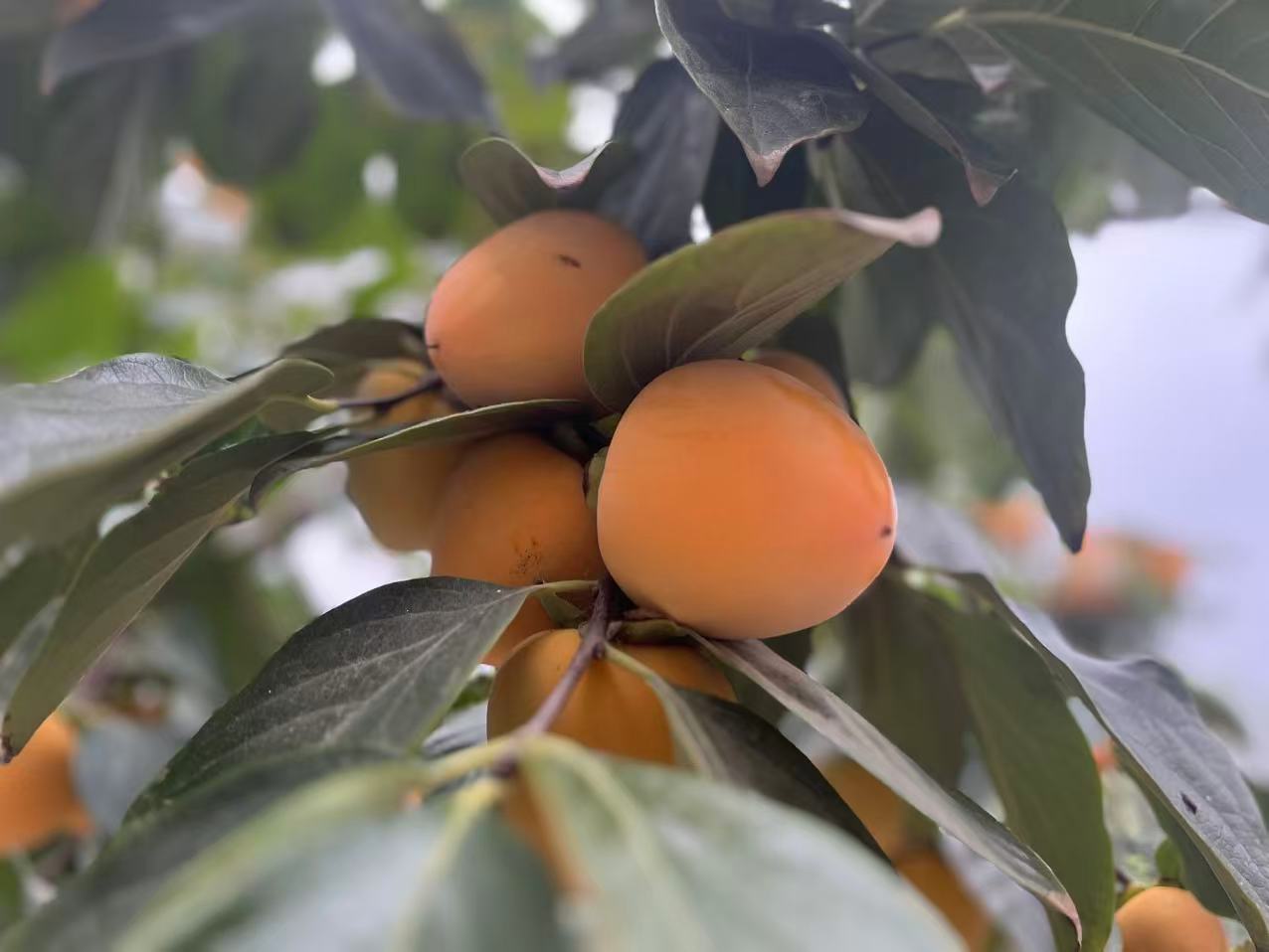 ���l����