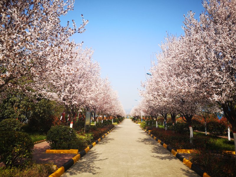 【美麗漢鋼】美翻了,一起到漢鋼來賞花! 【美麗漢鋼】美翻了,一起到漢鋼來賞花!