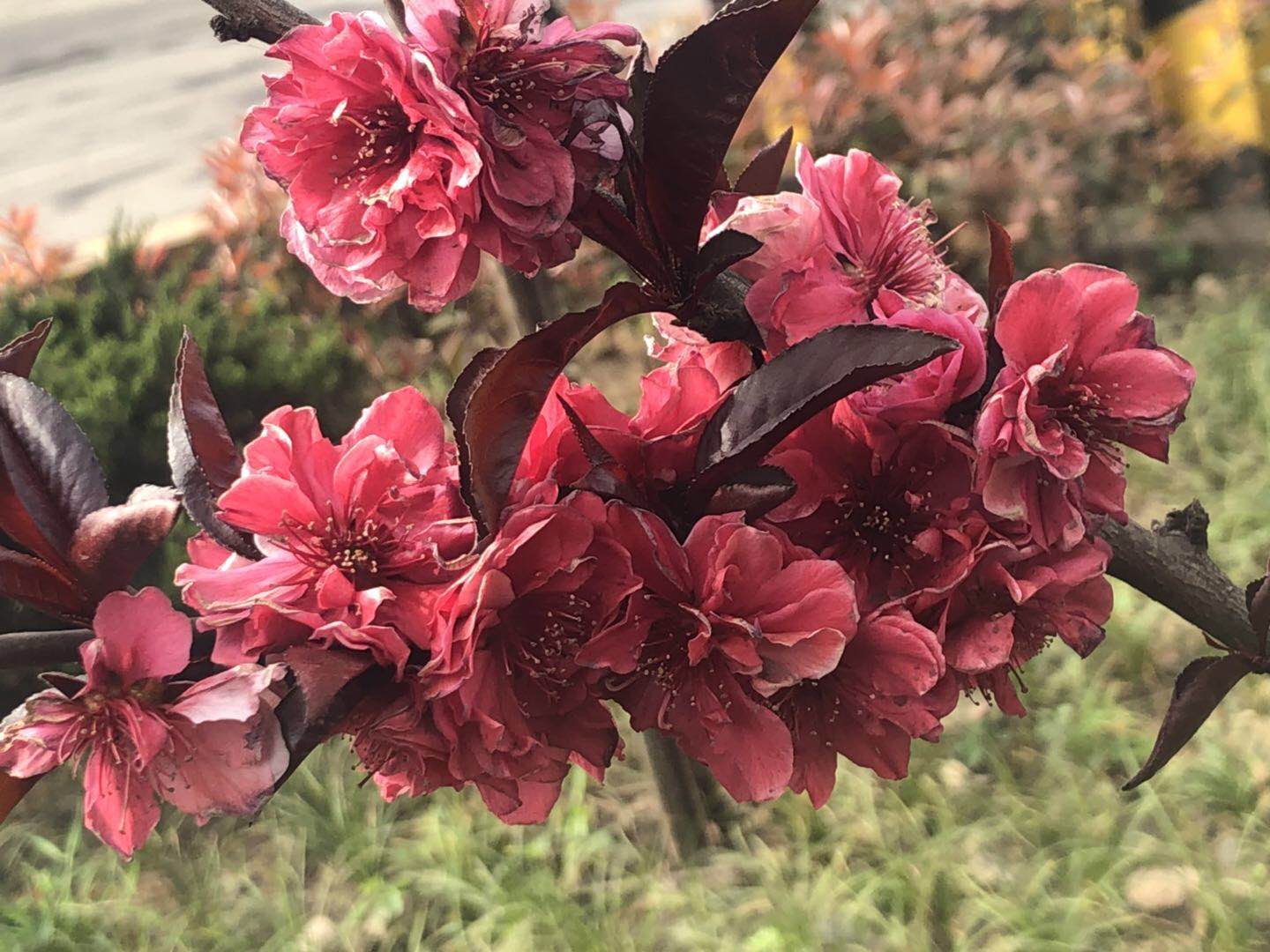 【美麗漢鋼】美翻了,一起到漢鋼來賞花! 【美麗漢鋼】美翻了,一起到漢鋼來賞花!